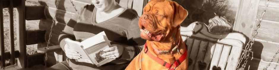 Pet Friendly Hotel in Eureka Springs, AR